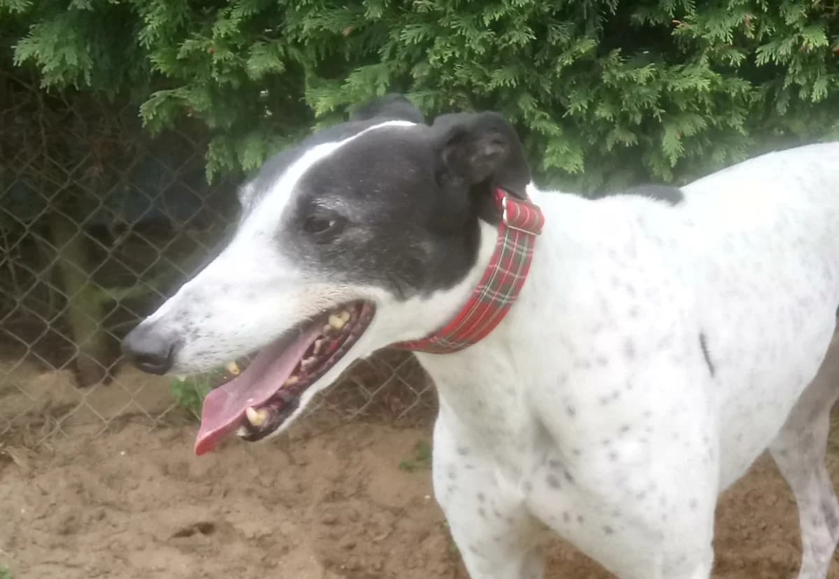 Gringo R.I.P, senior Greyhound for adoption at Fen Bank Greyhound Sanctuary, Friskney