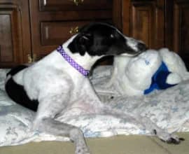 Meg, Greyhound for adoption at Fen Bank Greyhound Sanctuary, Friskney