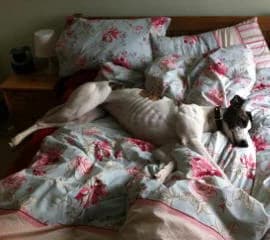 Rosie, Greyhound for adoption at Fen Bank Greyhound Sanctuary, Friskney