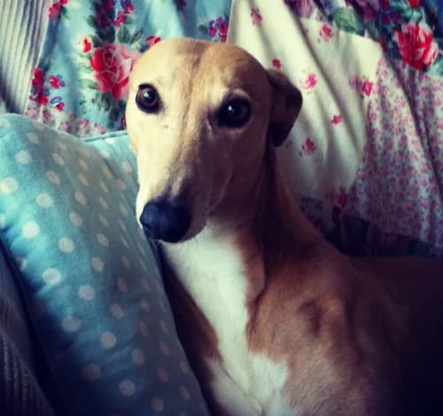 Sammie and Jay, Greyhound for adoption at Fen Bank Greyhound Sanctuary, Friskney
