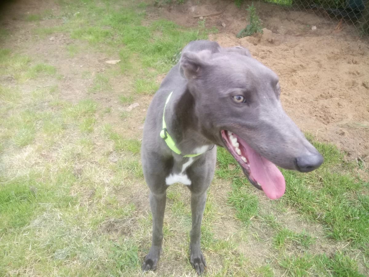 Boris Homed, young Greyhound for adoption at Fen Bank Greyhound Sanctuary, Friskney