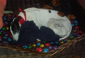 Luna, Greyhound for adoption at Fen Bank Greyhound Sanctuary, Friskney
