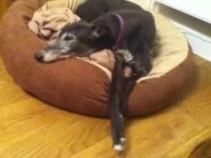 Lucy, senior Greyhound for adoption at Fen Bank Greyhound Sanctuary, Friskney