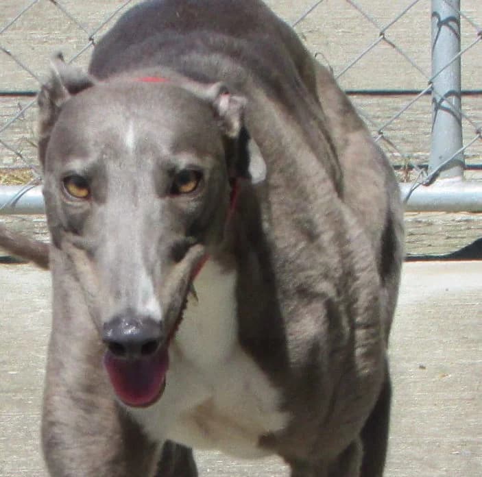 Jessica Homed, young Greyhound for adoption at Fen Bank Greyhound Sanctuary, Friskney