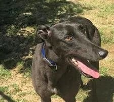 Debbie Homed, young Greyhound for adoption at Fen Bank Greyhound Sanctuary, Friskney