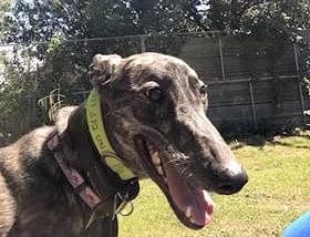 Fionna Homed, Greyhound for adoption at Fen Bank Greyhound Sanctuary, Friskney