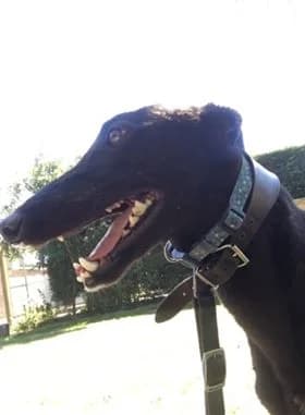 Holly Homed, young Greyhound for adoption at Fen Bank Greyhound Sanctuary, Friskney