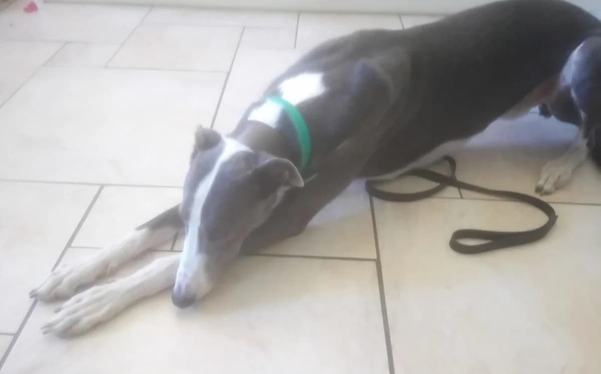 Dougie Homed, young Greyhound for adoption at Fen Bank Greyhound Sanctuary, Friskney