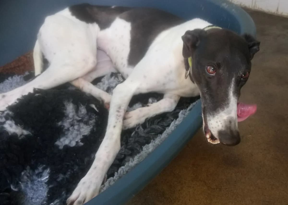 Sandy Homed, 3yo Greyhound for adoption at Fen Bank Greyhound Sanctuary, Friskney