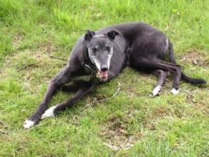 Snowy, senior Greyhound for adoption at Fen Bank Greyhound Sanctuary, Friskney