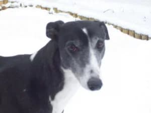 Carly, senior Greyhound for adoption at Fen Bank Greyhound Sanctuary, Friskney