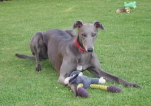 Daisy, senior Greyhound for adoption at Fen Bank Greyhound Sanctuary, Friskney