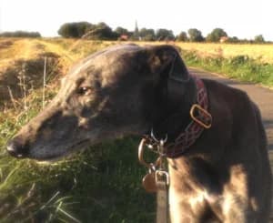 Lewis, senior Greyhound for adoption at Fen Bank Greyhound Sanctuary, Friskney