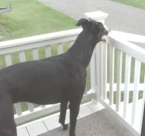 Barney, senior Greyhound for adoption at Fen Bank Greyhound Sanctuary, Friskney