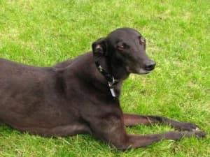 Opie, senior Greyhound for adoption at Fen Bank Greyhound Sanctuary, Friskney