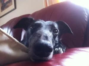 Spud, senior Greyhound for adoption at Fen Bank Greyhound Sanctuary, Friskney