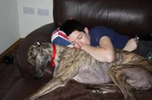 Lily, senior Greyhound for adoption at Fen Bank Greyhound Sanctuary, Friskney