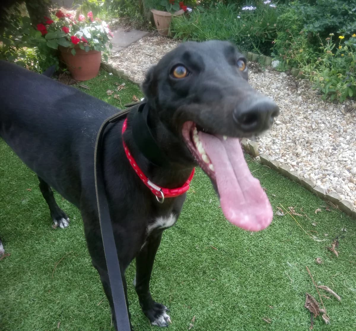 Katie Homed, young Greyhound for adoption at Fen Bank Greyhound Sanctuary, Friskney