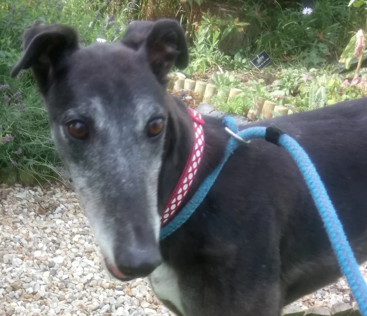 Norma homed, 4yo Greyhound for adoption at Fen Bank Greyhound Sanctuary, Friskney