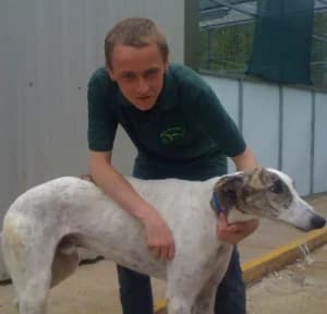 Tiger, senior Greyhound for adoption at Fen Bank Greyhound Sanctuary, Friskney