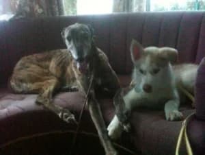 Eva, senior Greyhound for adoption at Fen Bank Greyhound Sanctuary, Friskney