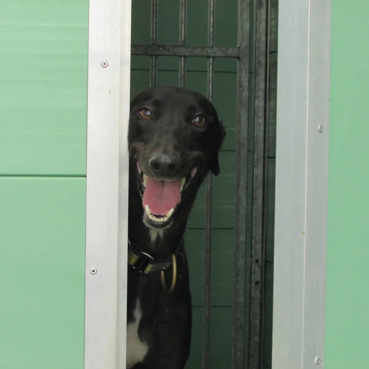 Cain Homed, Greyhound for adoption at Fen Bank Greyhound Sanctuary, Friskney