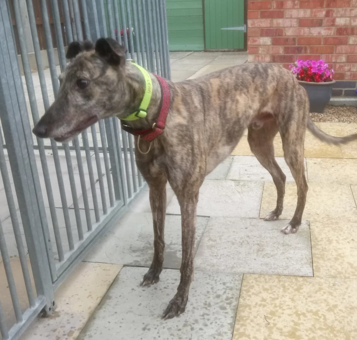Snowy Homed, 4yo Greyhound for adoption at Fen Bank Greyhound Sanctuary, Friskney