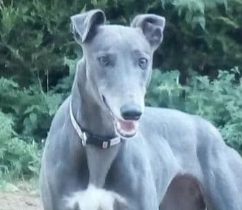 Amber Homed, Greyhound for adoption at Fen Bank Greyhound Sanctuary, Friskney