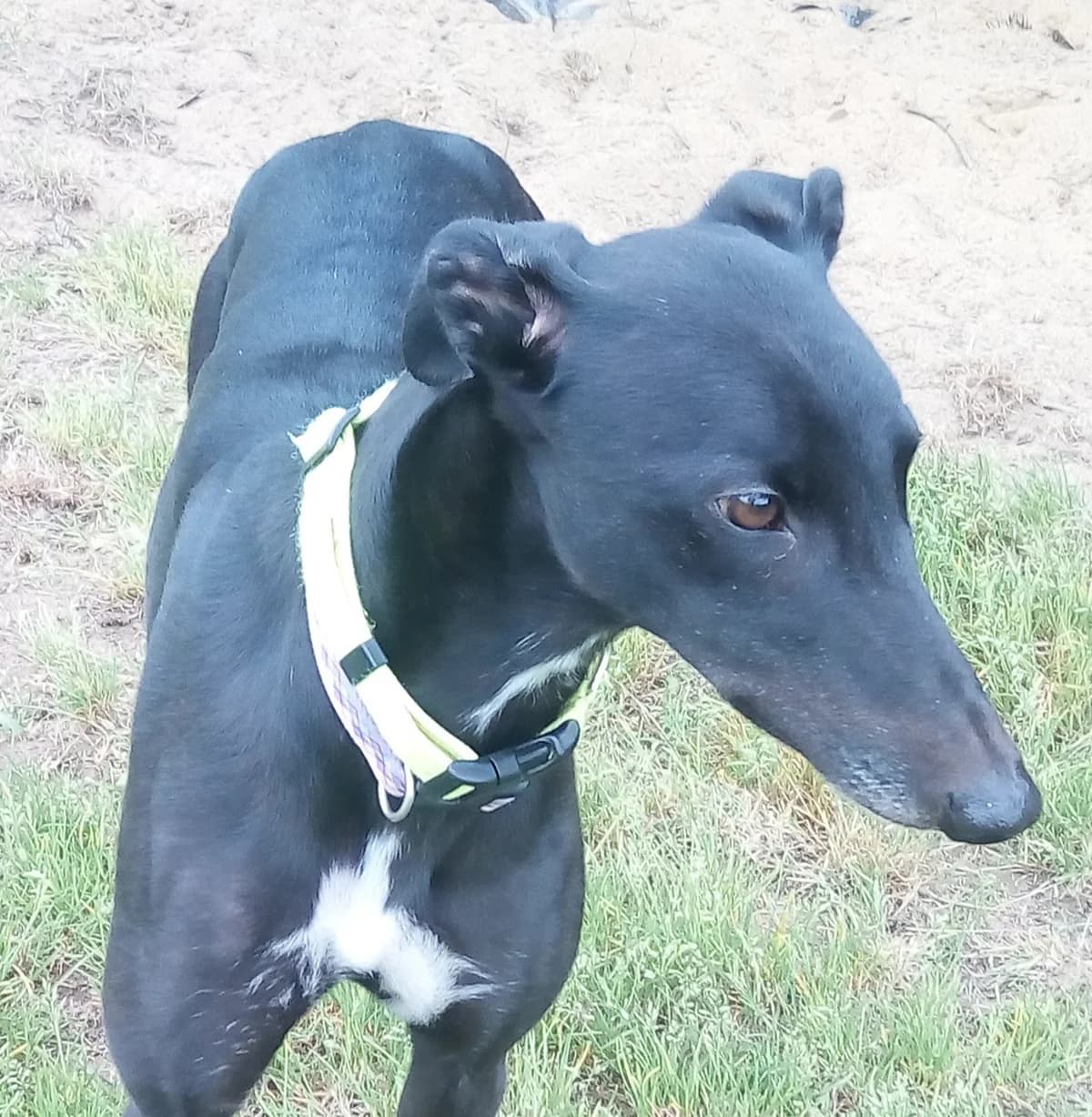 Petra – homed, 4yo Greyhound for adoption at Fen Bank Greyhound Sanctuary, Friskney