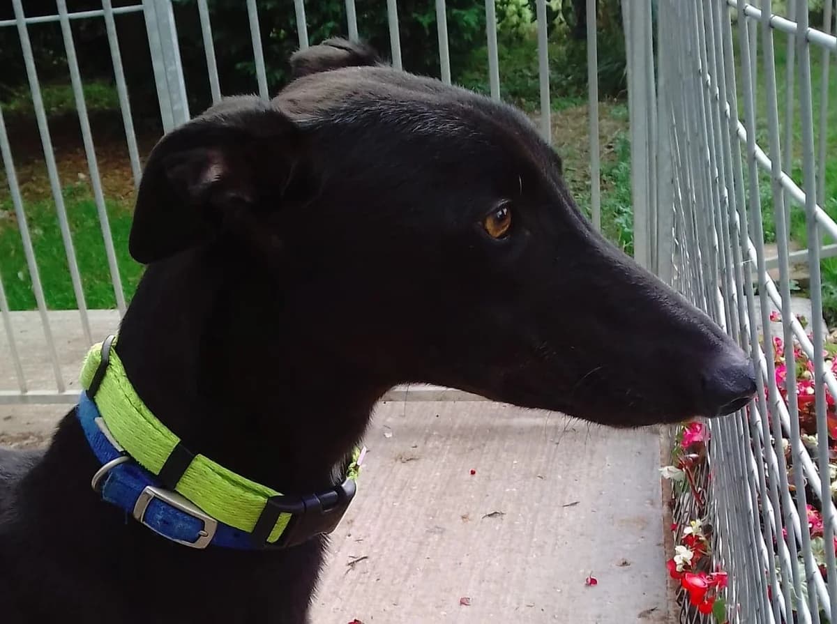 Zac Homed, young Greyhound for adoption at Fen Bank Greyhound Sanctuary, Friskney