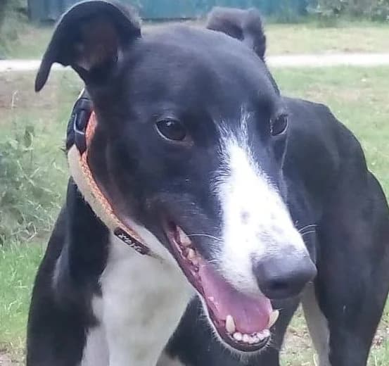 Gordon Homed, senior Greyhound for adoption at Fen Bank Greyhound Sanctuary, Friskney