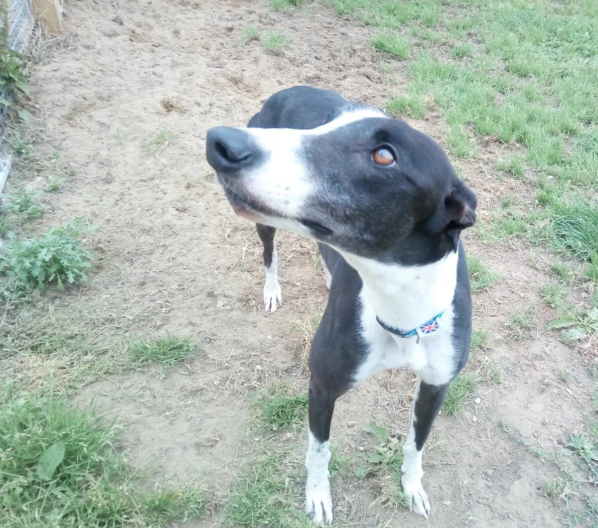 Dave – Homed aka Andy, 3yo Greyhound for adoption at Fen Bank Greyhound Sanctuary, Friskney