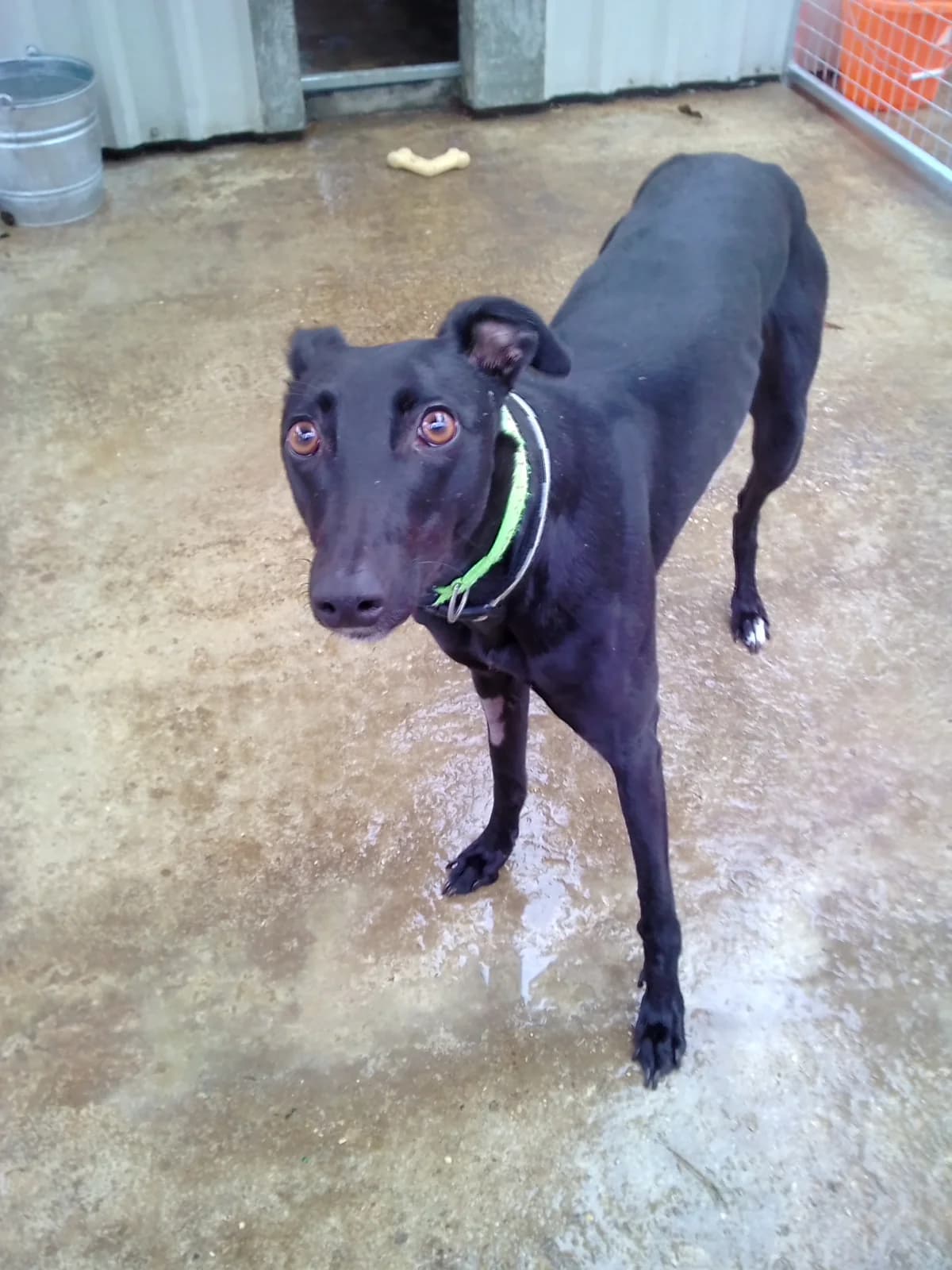 Erica Homed, 3yo Greyhound for adoption at Fen Bank Greyhound Sanctuary, Friskney