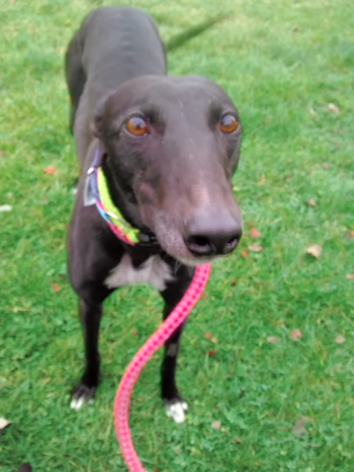 Helen Homed, Greyhound for adoption at Fen Bank Greyhound Sanctuary, Friskney