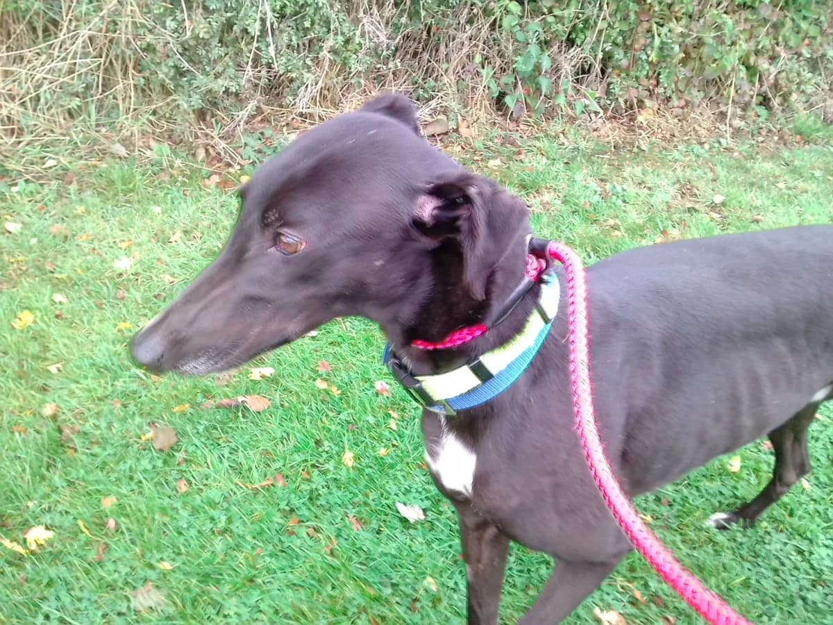 Trojan Homed, senior Greyhound for adoption at Fen Bank Greyhound Sanctuary, Friskney