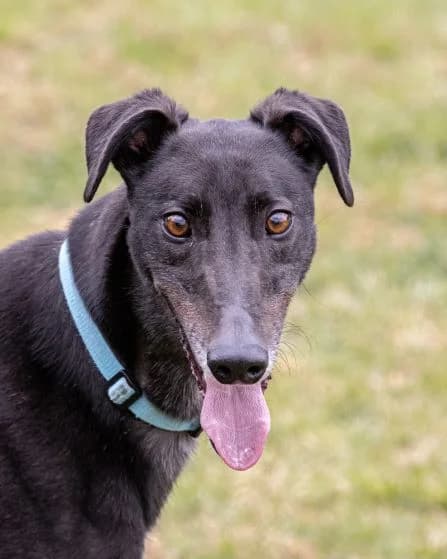 Bran Homed, senior Greyhound for adoption at Fen Bank Greyhound Sanctuary, Friskney