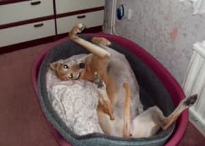 Ginny, senior Greyhound for adoption at Fen Bank Greyhound Sanctuary, Friskney