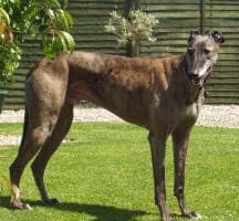 Mr Flash, senior Greyhound for adoption at Fen Bank Greyhound Sanctuary, Friskney