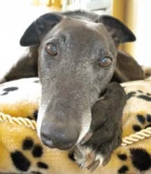 Charlie, Greyhound for adoption at Fen Bank Greyhound Sanctuary, Friskney