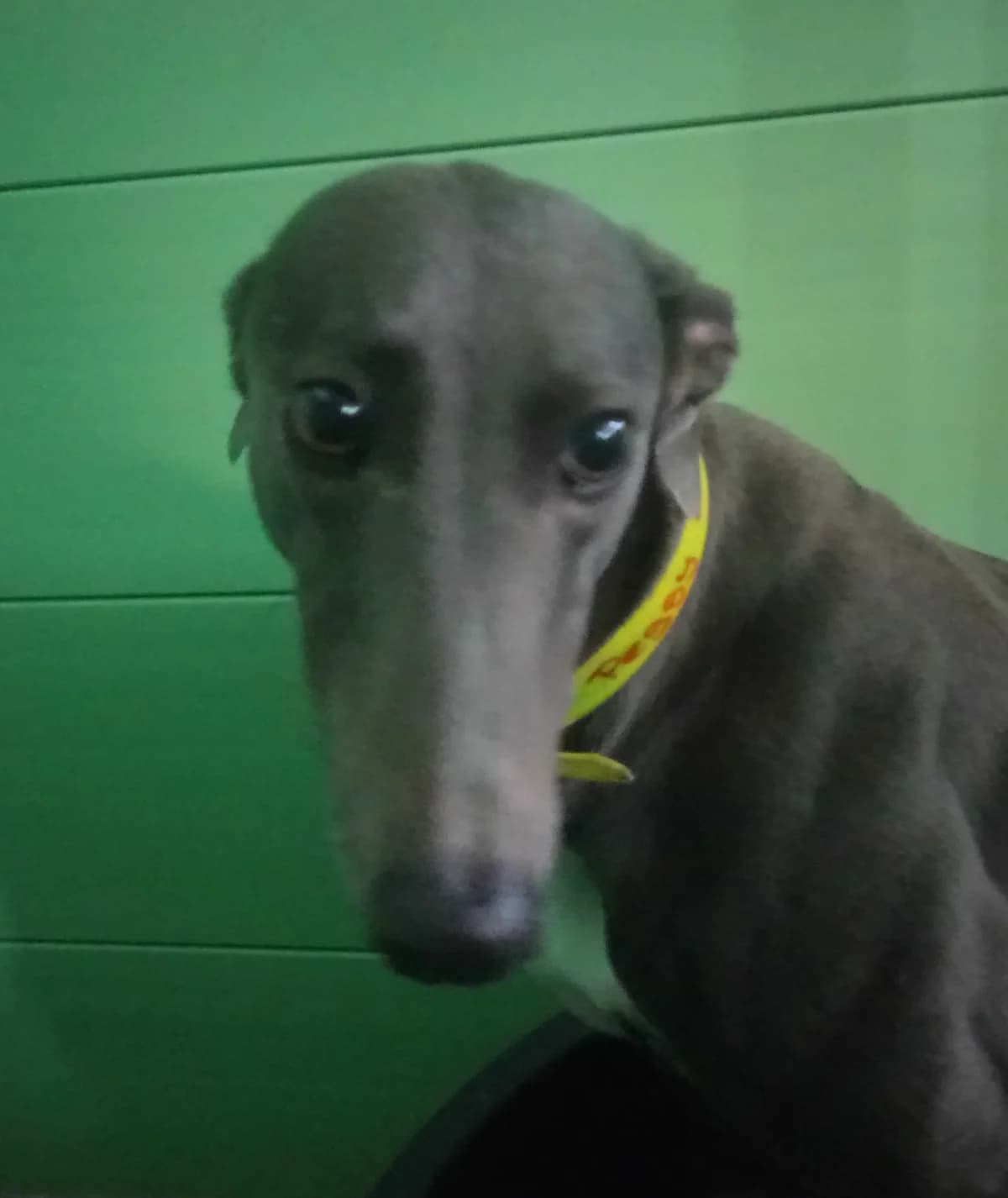 Peggy Homed, Greyhound for adoption at Fen Bank Greyhound Sanctuary, Friskney