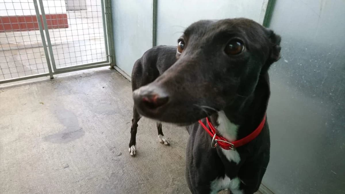 Tully Homed, 5yo Greyhound for adoption at Fen Bank Greyhound Sanctuary, Friskney