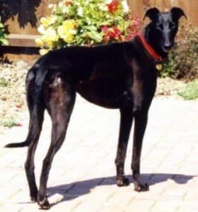 Guinness, senior Greyhound for adoption at Fen Bank Greyhound Sanctuary, Friskney