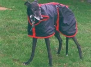 Lulu, senior Greyhound for adoption at Fen Bank Greyhound Sanctuary, Friskney
