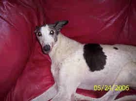 Fergus, senior Greyhound for adoption at Fen Bank Greyhound Sanctuary, Friskney