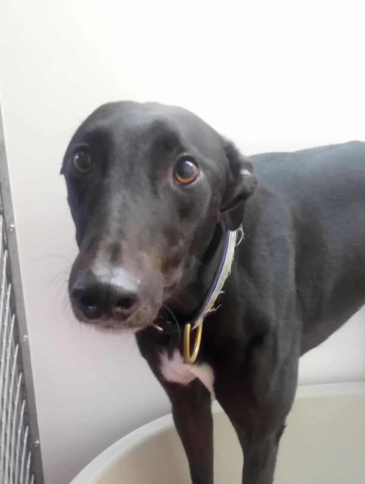 Sam Homed, young Greyhound for adoption at Fen Bank Greyhound Sanctuary, Friskney