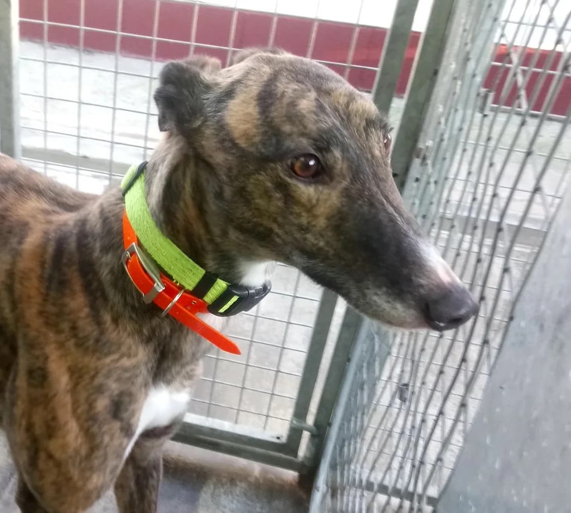 Dan Homed, young Greyhound for adoption at Fen Bank Greyhound Sanctuary, Friskney