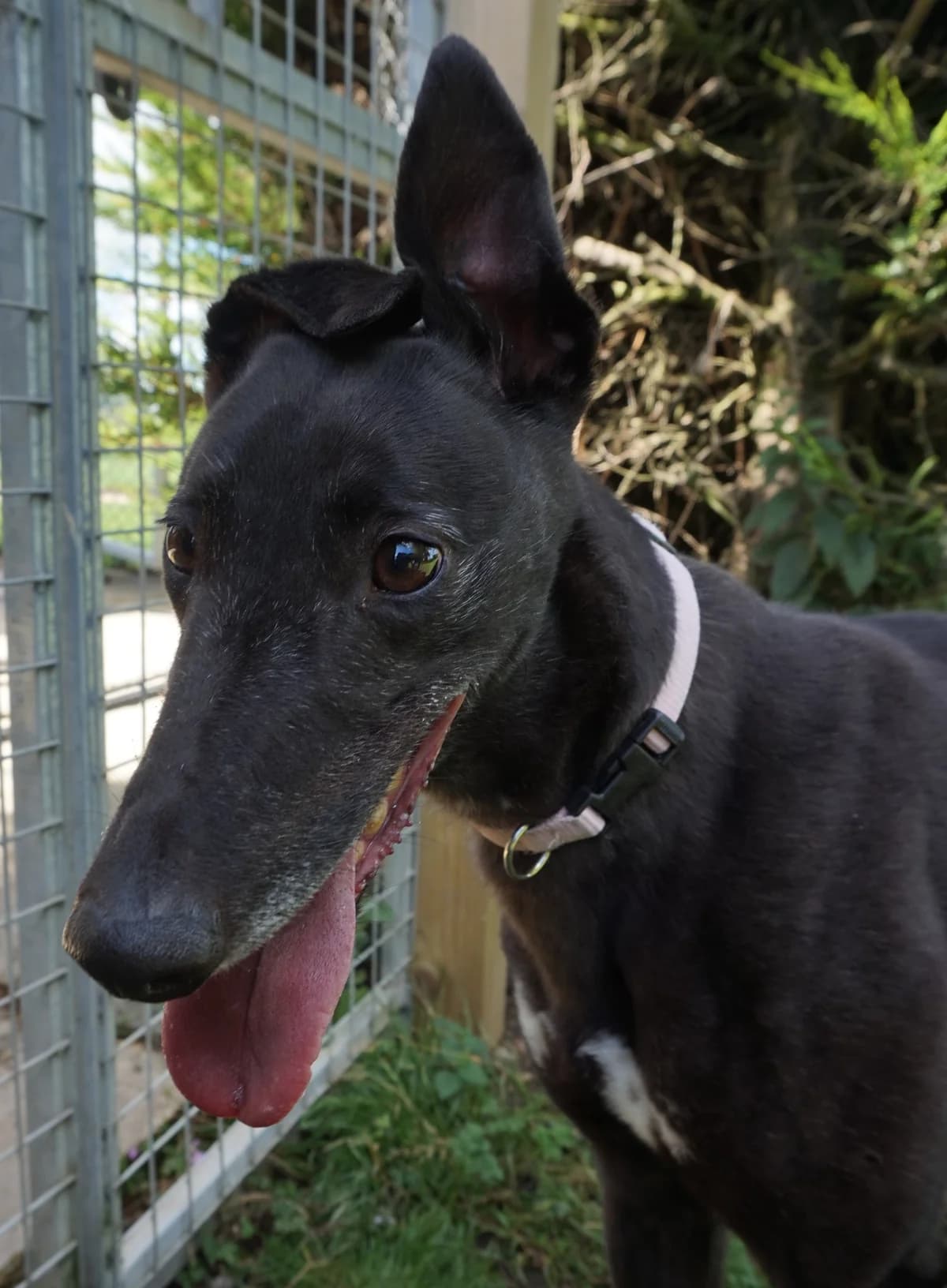 Gem Homed, senior Greyhound for adoption at Fen Bank Greyhound Sanctuary, Friskney