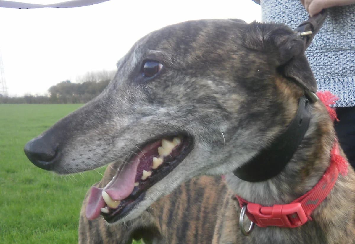 Sniper, Greyhound for adoption at Fen Bank Greyhound Sanctuary, Friskney