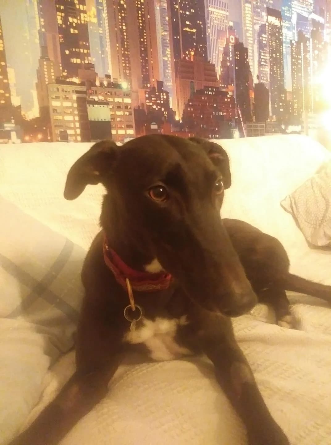 lulu homed, Greyhound for adoption at Fen Bank Greyhound Sanctuary, Friskney