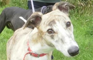 Lady, senior Greyhound for adoption at Fen Bank Greyhound Sanctuary, Friskney